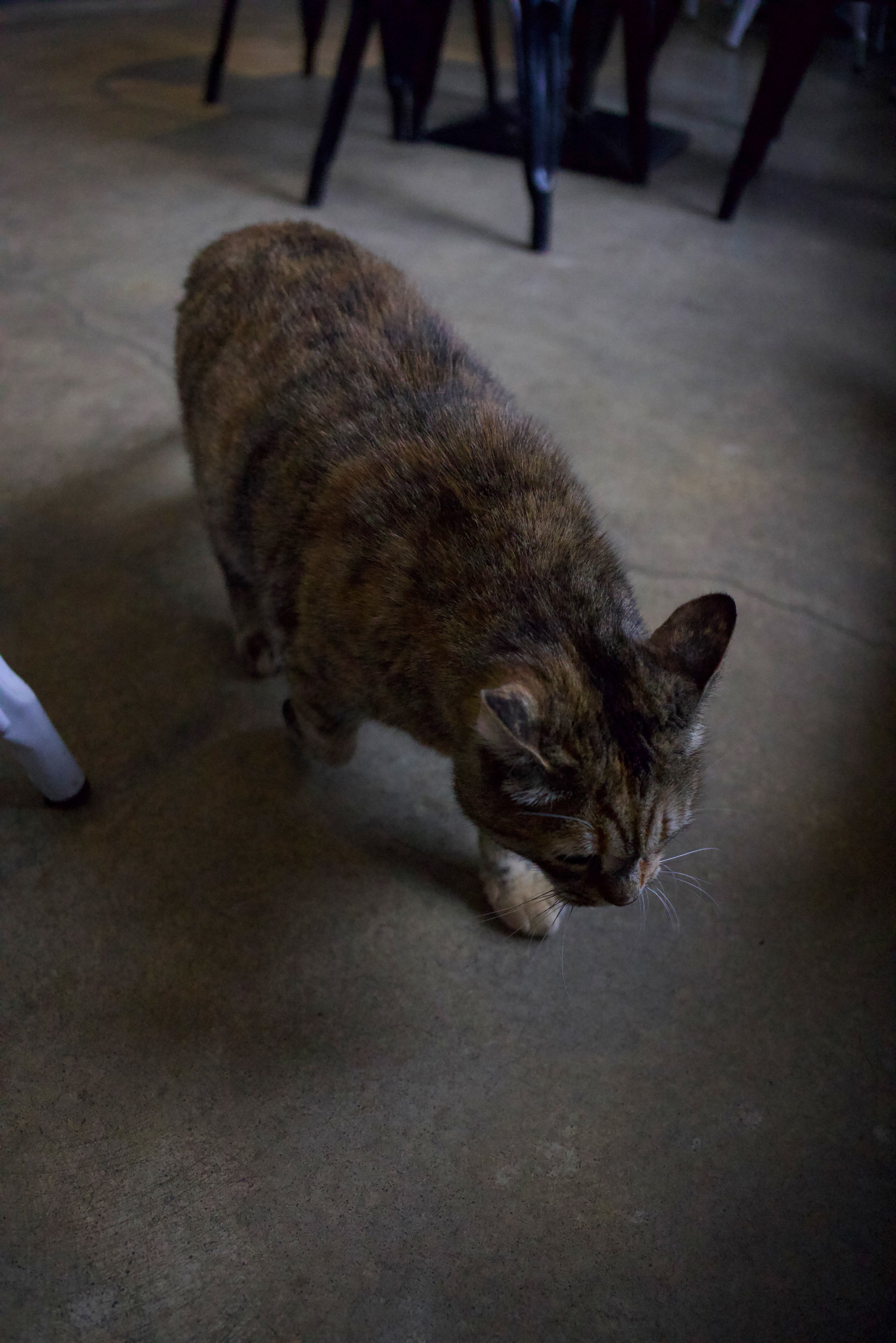 low-exposure photograph of a cat walking along the ground